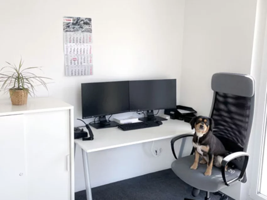 Bürohund auf einem Schreibtischstuhl